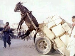 Donkey and cart Donkey
