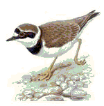 Plover and crocodile plover